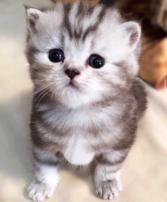 Вислоухие котята