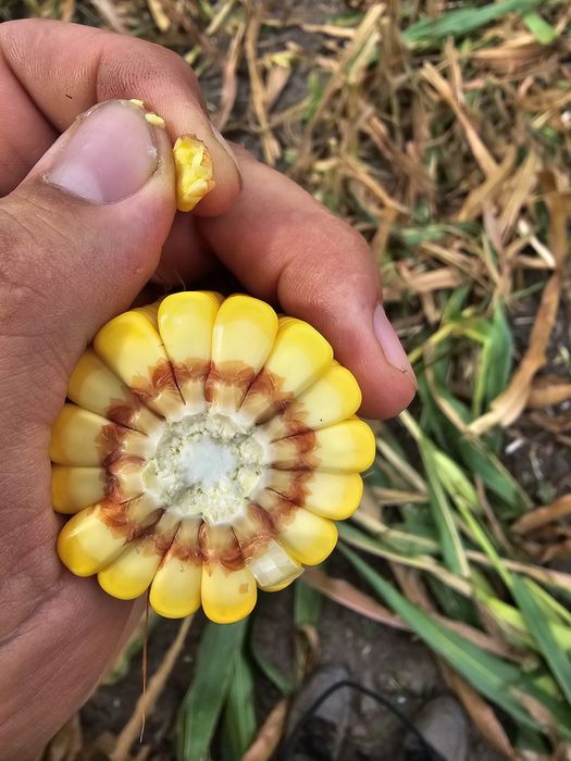 Siloz de porumb deosebit