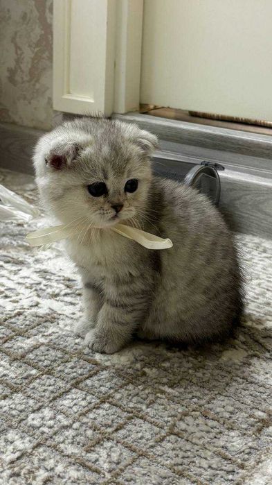 Scottish fold / straight -  3 oylik - Parodasi toza