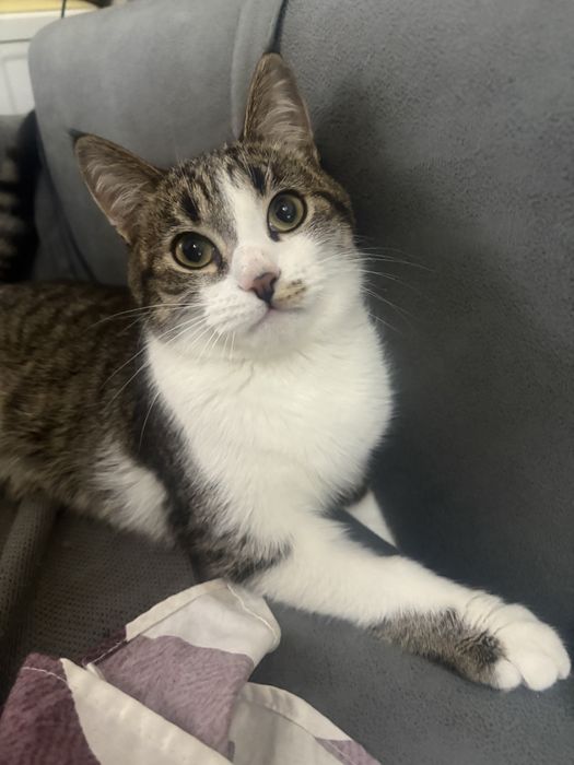 В добрые руки котенок-подросток