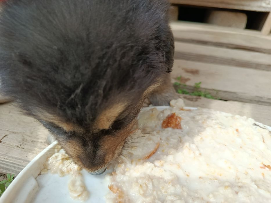 Щенки в добрые руки