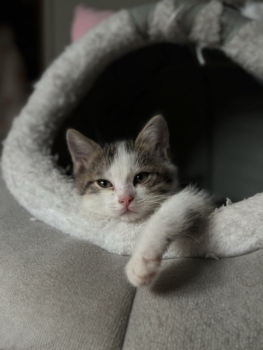 Отдам котенка в хорошие руки
