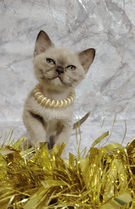 Европейская бурма