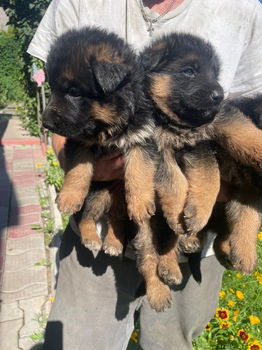 Немецкие овчарки