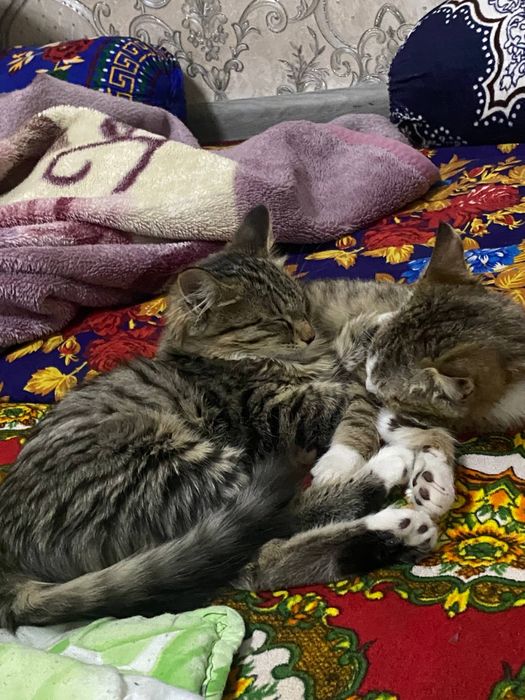 Mushuk tekinga bervoramiz