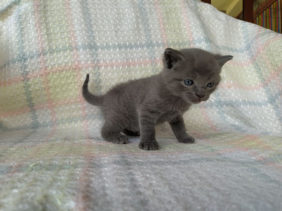 Сиво руско коте (момче)