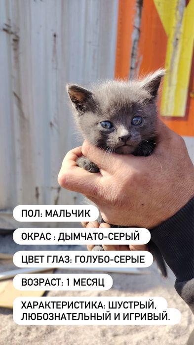 Отдаем котят в добрые руки