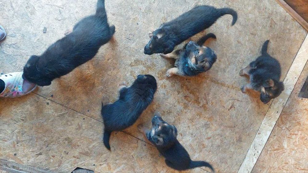 Щенок немецкой овчарки