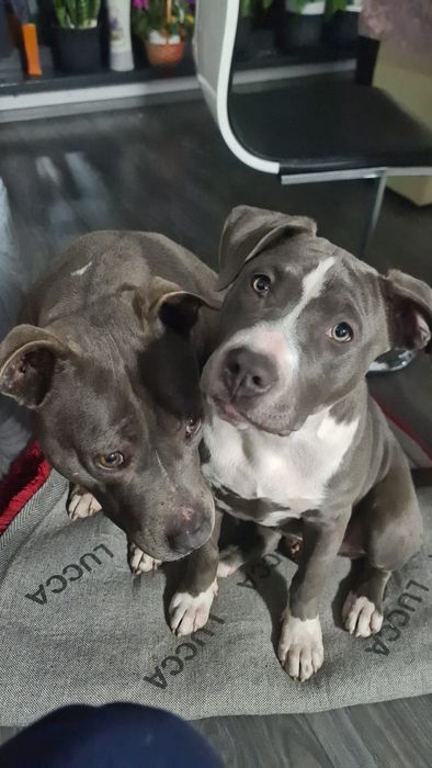 Vând Urgent Femela Blue Amstaff 4  luni