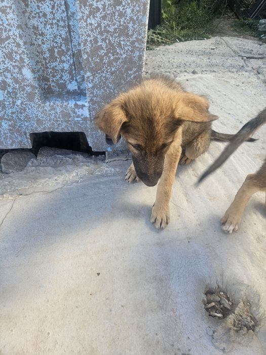 Отдам щенят в добрые руки
