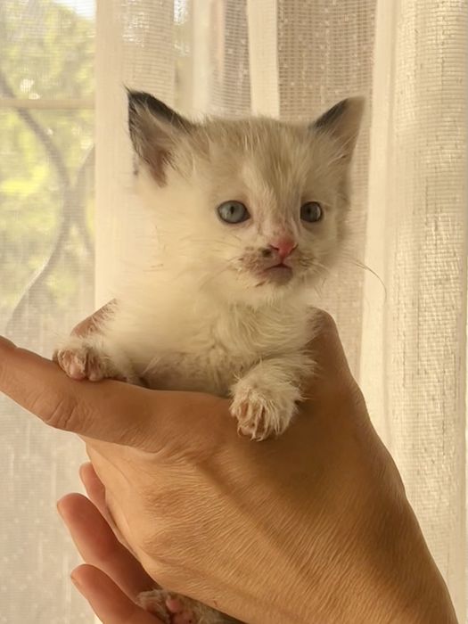 Котята мальчики очень красивые
