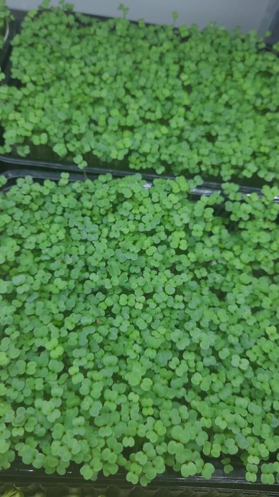 Микрозелень, зелень.