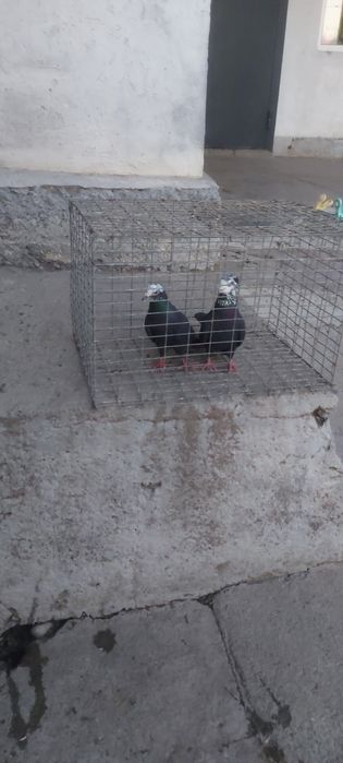 Рябагаловые пара лиси чубати