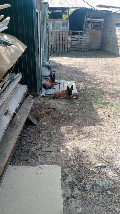 Ургашы 2.5 айлык