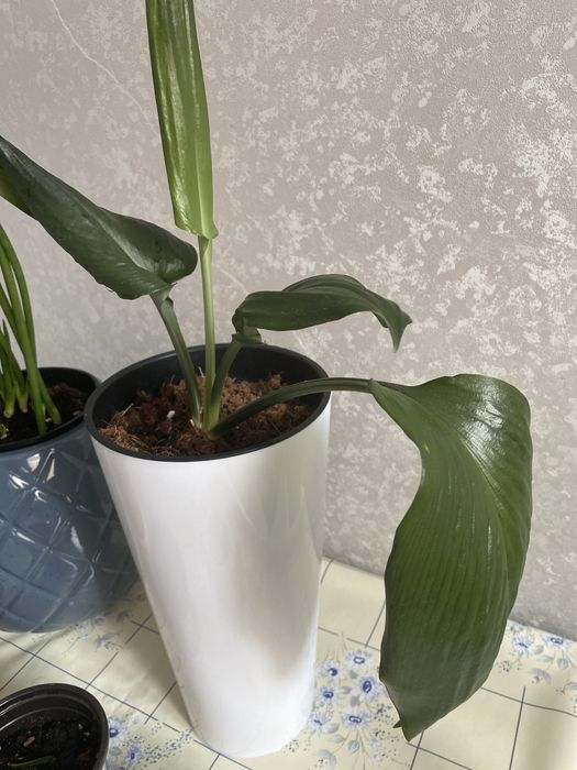 Продам цветок комнатный