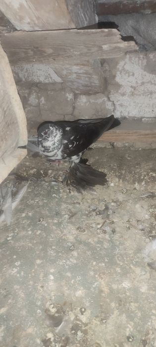 Голуби в продаже имеются