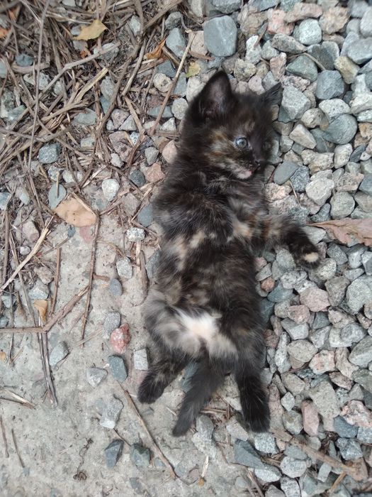 Котенок девочка, в добрые руки