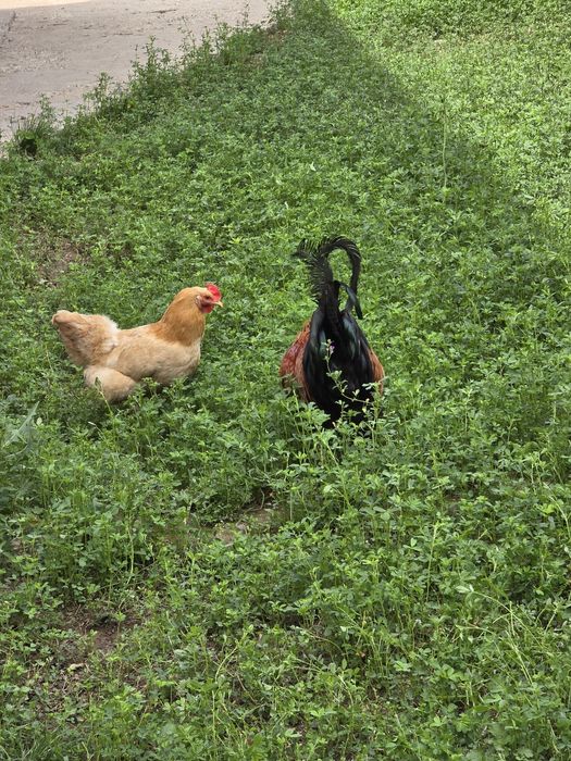 Куры и петух брама