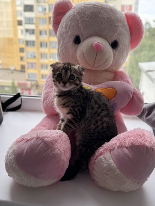Продам котенка с необычным окрасом