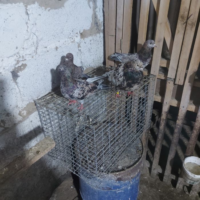 Ореховые челкары лет с игрой