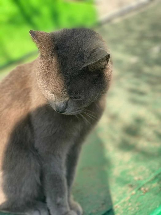 Ищем любящую семью котику