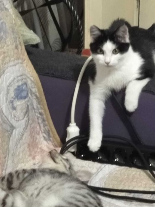 Отдам кошечку в добрые руки