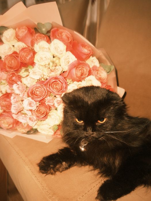 Кошка шотландская