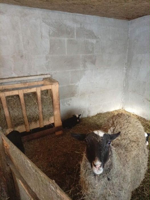 Oi romanov de vanzare