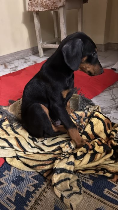 Щенок Добермана,4-5 месяца