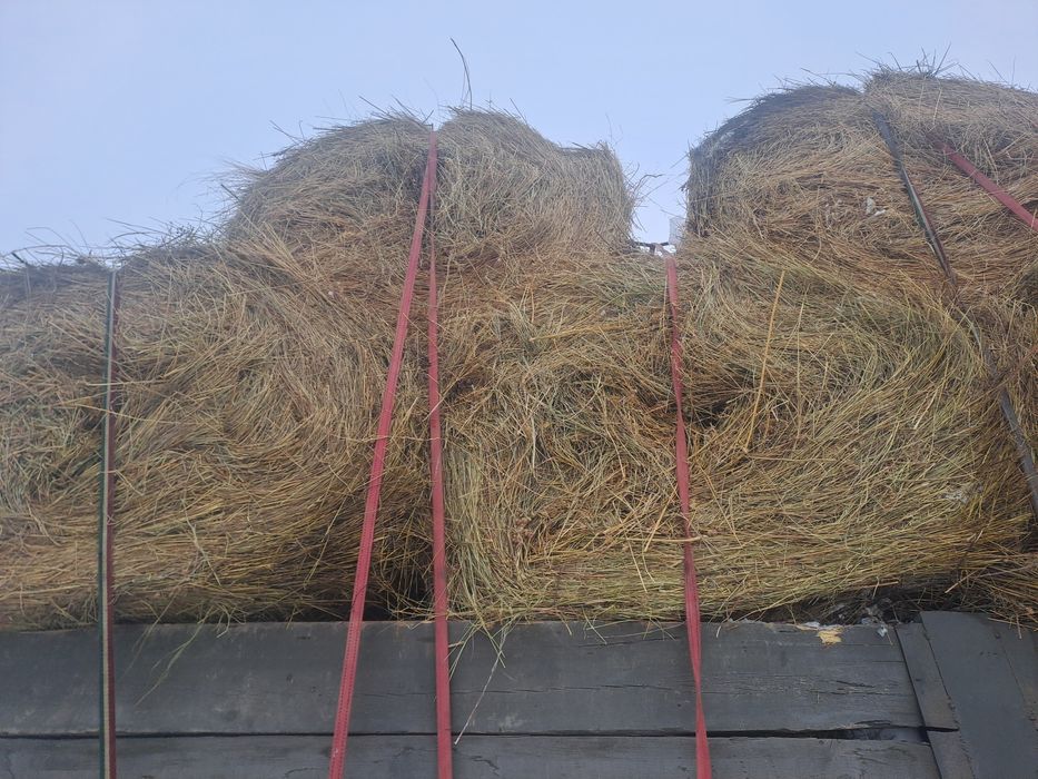 Сено.  Рулон. Шоп. 250 кг. АСТАНА.
