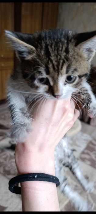 Котенок в поиске дома