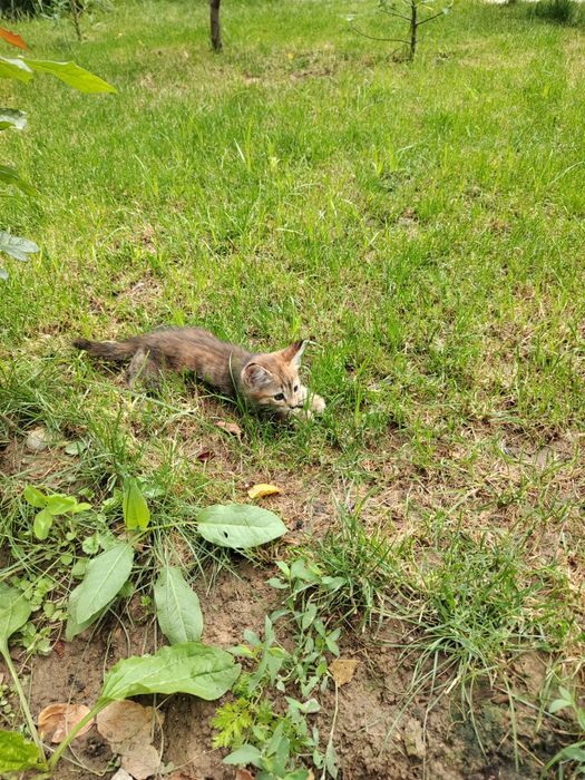 Отдам в хорошие руки котят 2 шт. Самостоятельно кушают, в лоток ходят.