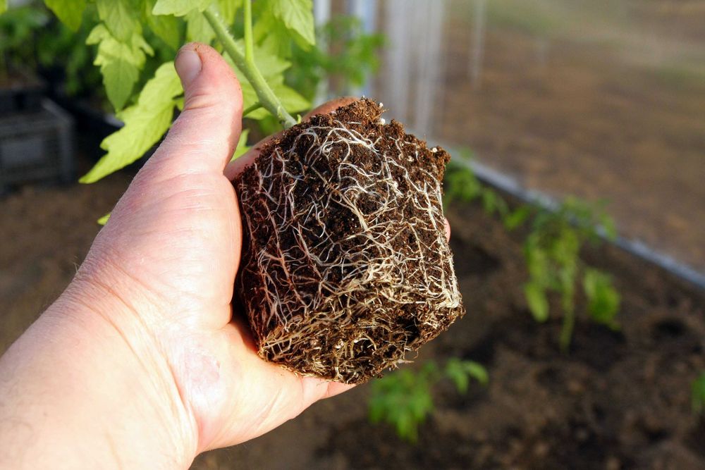 Разсад Домати - Червени Розови - София , с. Бусманци - само на място !