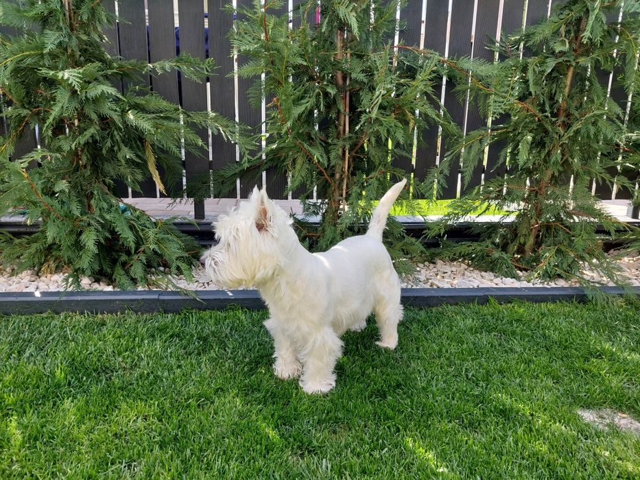 Catelusa Westie Highland White Terrier 1 an cu pedigree