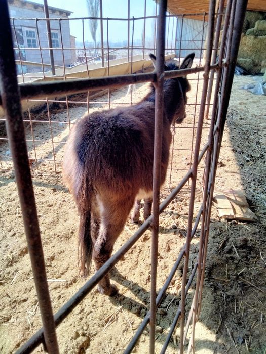 Ешек арба сатылады