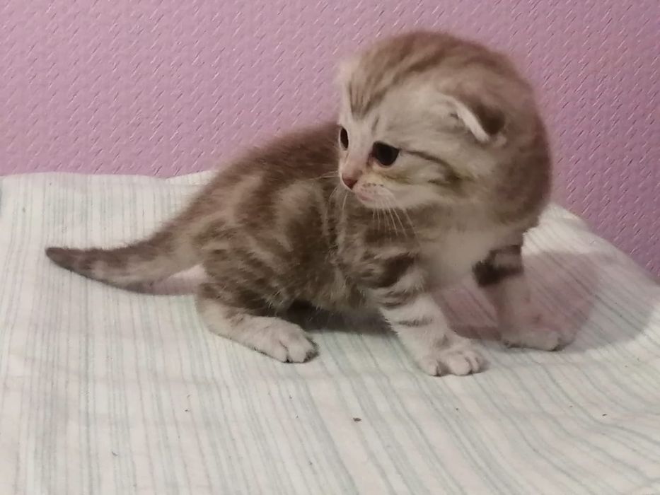 Продам шикарных шотландских котят