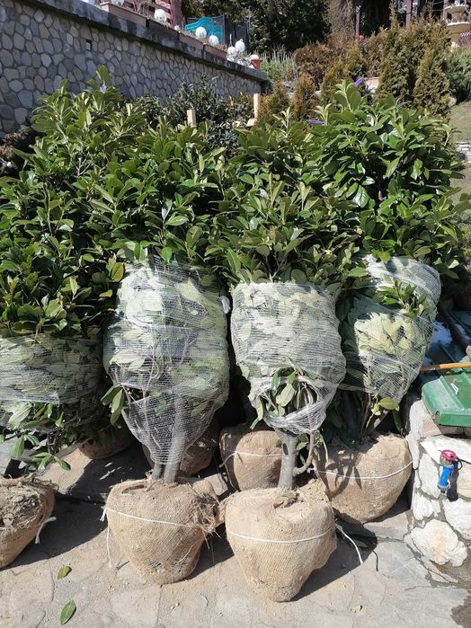 Tuia smarald și copacii mesteacăn, tei, platan