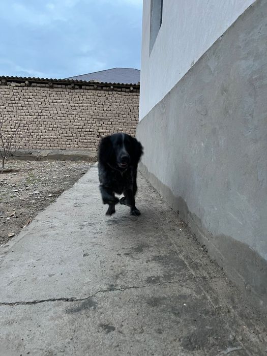 Рабочи спаниель сатылады