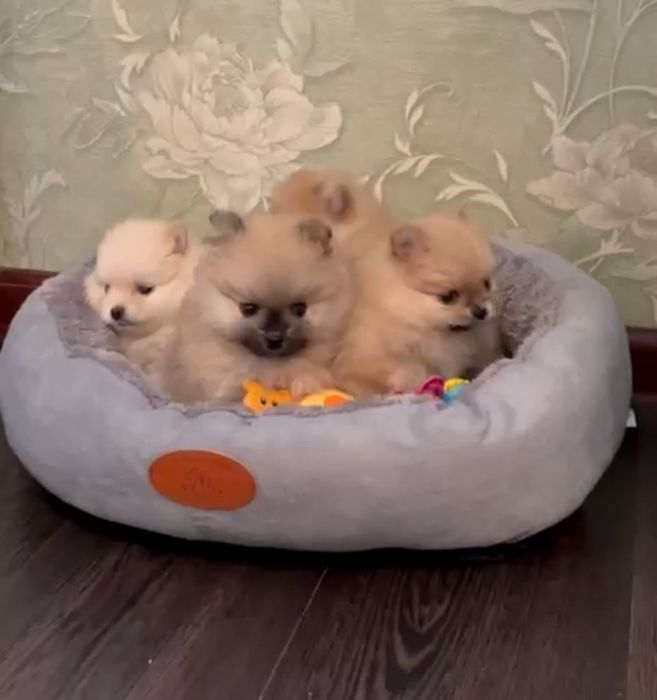 Померанский шпиц мини.