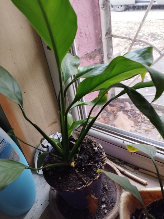 Продам спацефилум ( женское счастье)