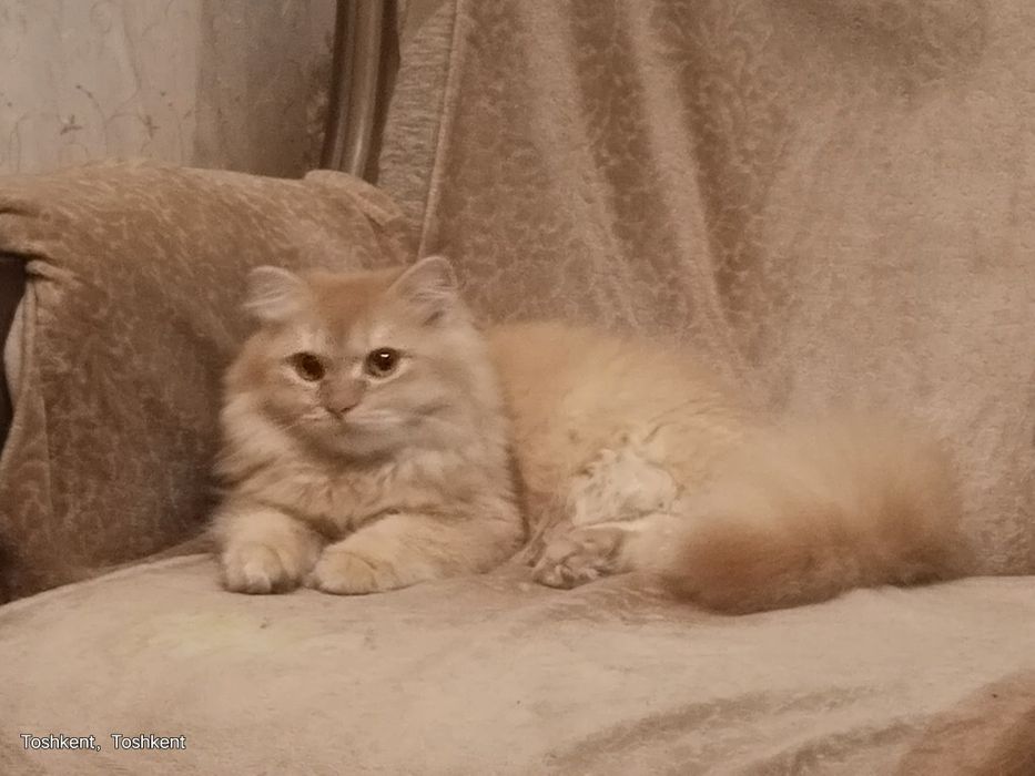 Роскошный золотой шиншила кот 7 мес