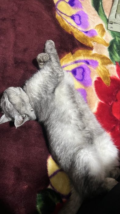 Mushuk zotli scottish strayd