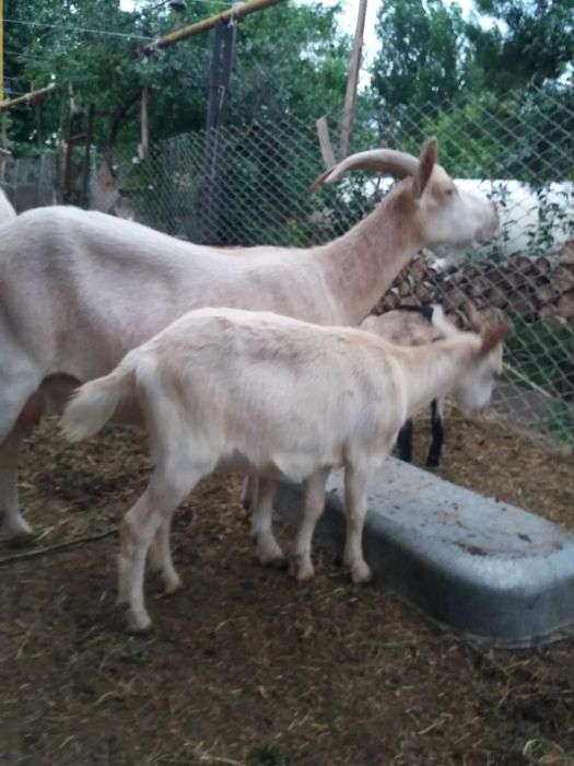 Продаются  козлята