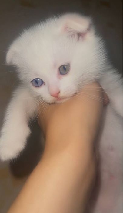 Мушукчалар сотилади