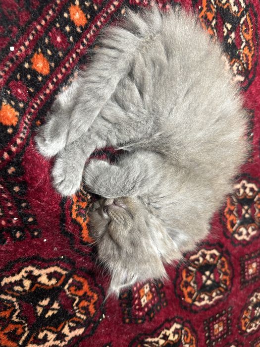 2 ta mushuk skotish strayt sotiladi