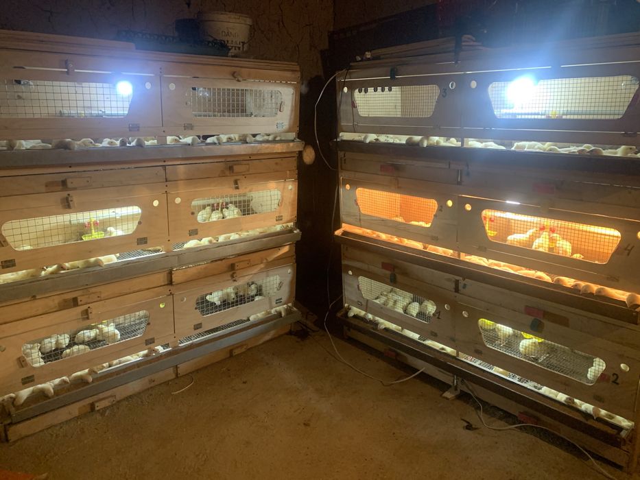 Брудер балапандарға арналған