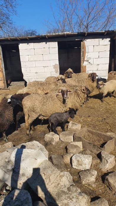 Vand 10 oi tinere cu miei si un berbec