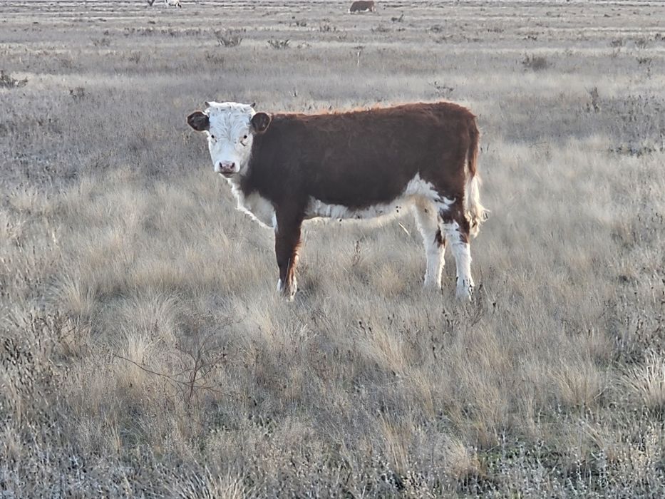 Продам подсосных телечок