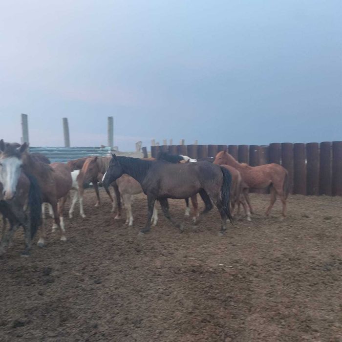 Продам кобылу 4 года