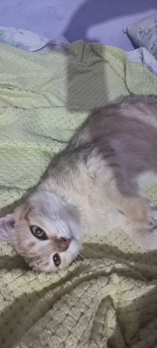 Отдам кошку в добрые руки